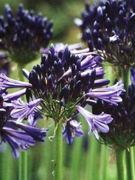 Agapanthus black pantha